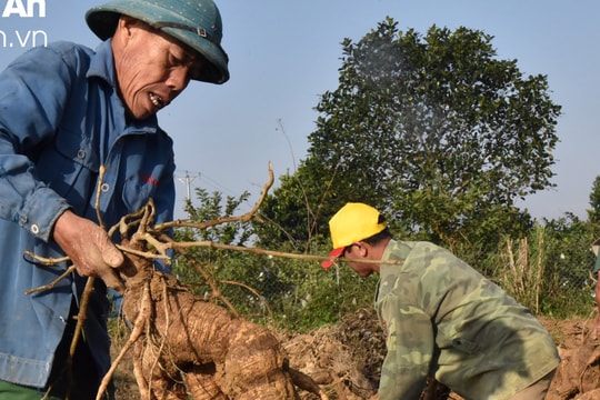 Nông dân Nam Đàn kiếm trăm triệu mỗi năm từ cây sắn dây