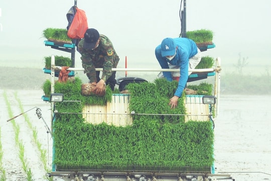 Yên Thành có cánh đồng 'không dấu chân người' đầu tiên