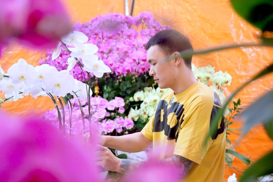 Đã mắt với những chậu lan hồ điệp chơi Tết, giá cao khách vẫn 'xuống tiền'
