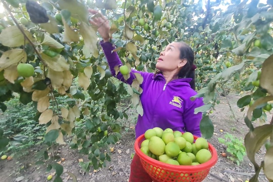 Trồng táo đại bán dịp Tết, nông dân huyện Quỳ Hợp thu hàng trăm triệu đồng mỗi vụ