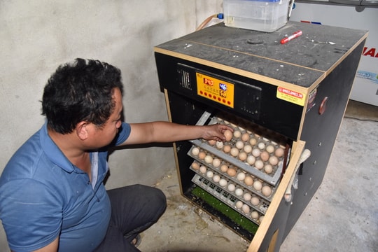 Nuôi gà '3 giai đoạn' để vượt giá rét, nông dân rẻo cao Nghệ An thu lãi cao