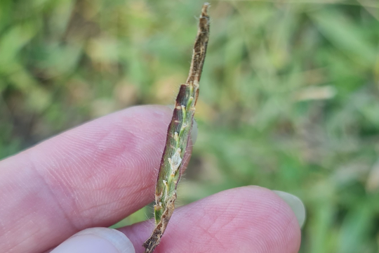 Trồng loại cỏ vỗ béo vật nuôi, nông dân rẻo cao Nghệ An bán hạt giống 1 triệu đồng/kg