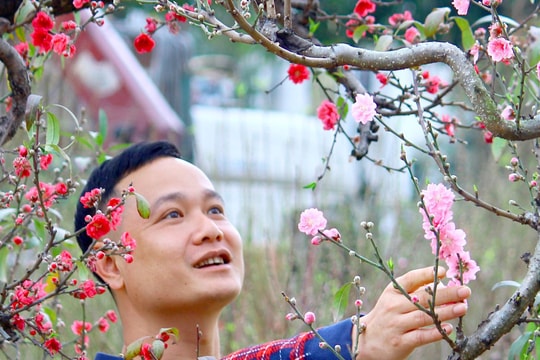 Thành phố Vinh: Mỗi gốc đào Tết có giá 2-5 triệu đồng