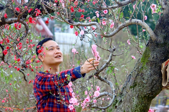 Đào, mai Tết bắt đầu 'đổ bộ' thành Vinh