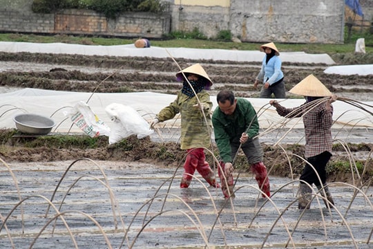 Nằm sâu trong khối không khí lạnh tăng cường mạnh, ngày 23/1, Nghệ An xảy ra rét đậm, rét hại