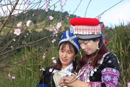 Hàng trăm gốc đào, mận ở bản người Mông Nghệ An khoe sắc dịp cận Tết