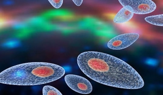 Xét nghiệm ký sinh trùng ở người bằng cách nào