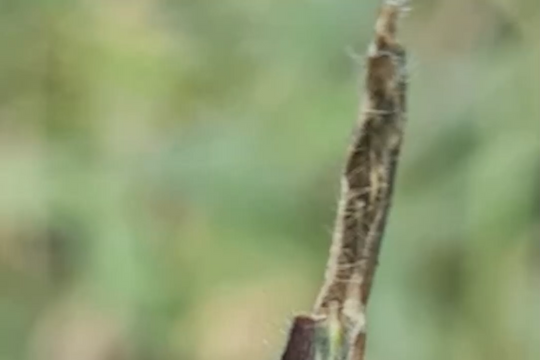 Nông dân Kỳ Sơn kiếm tiền triệu từ bán hạt giống cỏ Nhật