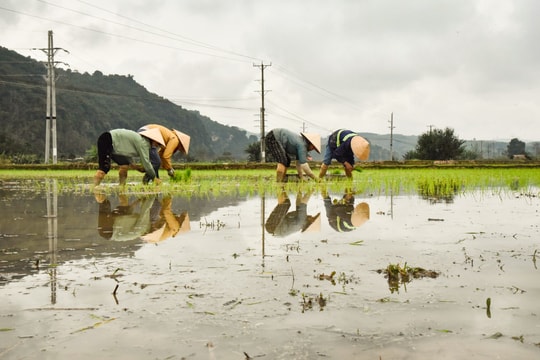 Cách làm hay giúp nông dân Nghệ An gieo cấy vụ xuân kịp thời vụ, tiết kiệm chi phí