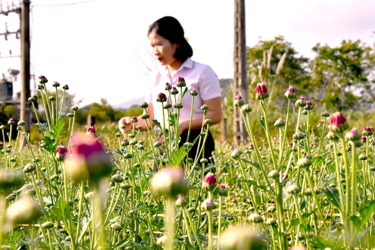 Vườn hoa cúc và đào phai ở Quỳ Hợp hối hả phục vụ Tết