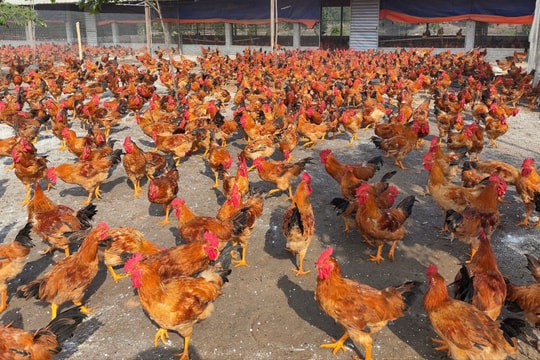 Giáp Tết, giá gà thịt tăng cao, người chăn nuôi có lãi