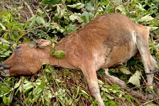 Nhiều trâu, bò ở huyện vùng cao Nghệ An chết do giá rét