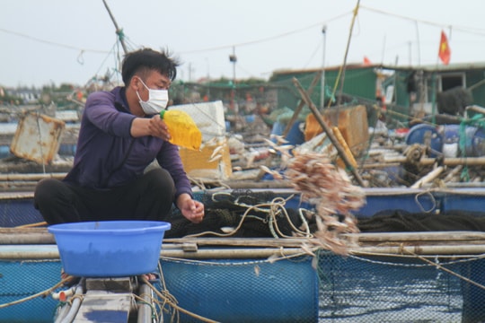 Nông dân Nghệ An chủ động chống rét cho thủy sản nuôi