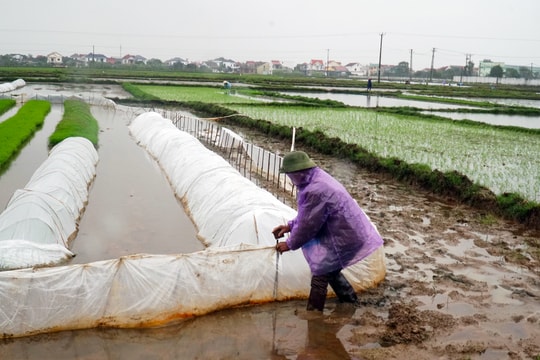 Nghệ An ra Công điện hỏa tốc chỉ đạo các biện pháp chủ động phòng, chống rét đậm, rét hại kéo dài 