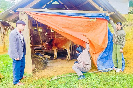 Nông dân Nghệ An tập trung phòng, chống đói, rét cho đàn gia súc