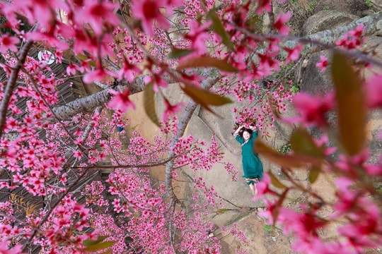 Khám phá tuyến đường đi ngắm hoa anh đào ở Nghệ An 