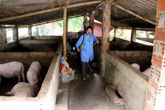 Nghệ An cơ bản kiểm soát được dịch tả lợn châu Phi