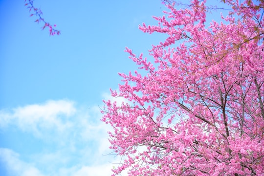 Hoa 'tớ dày' xao xuyến miền rẻo cao Kỳ Sơn