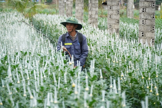 Nông dân thị xã Hoàng Mai tích cực chăm sóc hoa phục vụ thị trường Tết