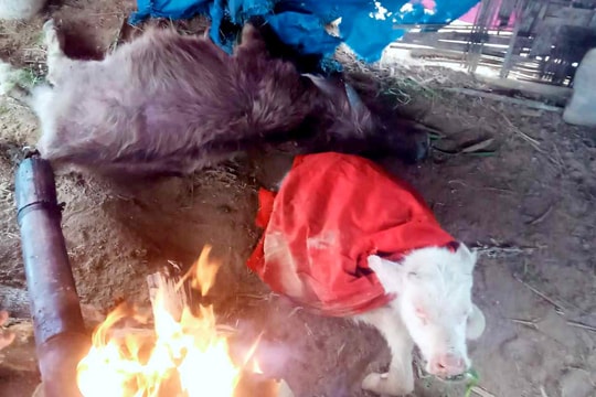 Hàng chục con trâu, bò tại Kỳ Sơn và Quế Phong bị chết rét