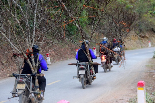 Lá dong, ống giang, đào phai... đua nhau xuống núi 