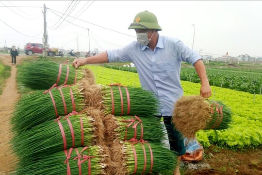 Nông dân Quỳnh Lưu ấp ủ Tết ấm từ những ruộng rau màu