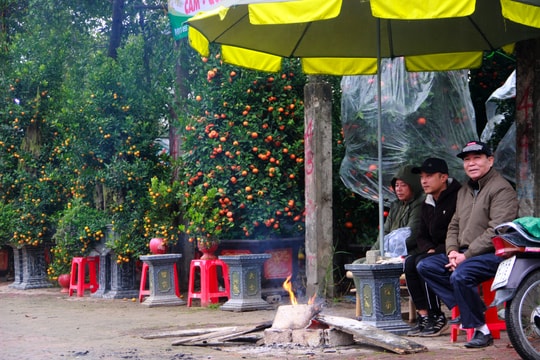 Trời rét, hàng hoa cây cảnh ở thành Vinh đìu hiu, người mua lác đác