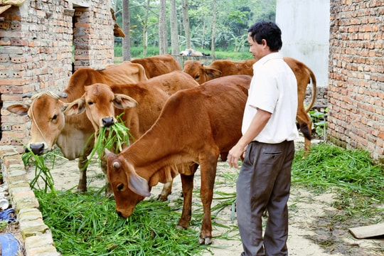 Nghệ An có gần 80 gia súc chết do rét, các địa phương đề xuất hỗ trợ người dân