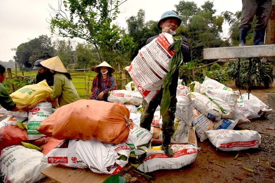 Nông dân Đô Lương thu hàng chục triệu đồng từ mỗi héc-ta ngô ngọt dịp áp Tết 