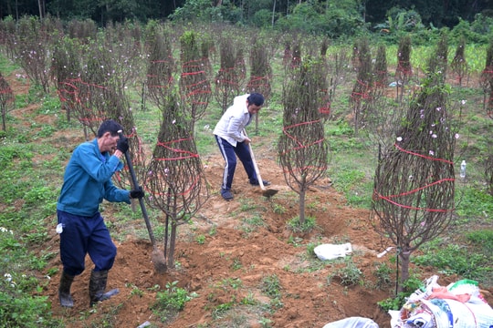 Thủ phủ đào phai Nghệ An tất bật vào vụ Tết