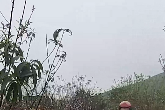 Nhộn nhịp bán, mua ở thủ phủ đào phai Nghệ An