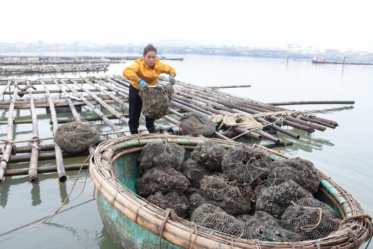 Nông dân TX. Hoàng Mai phấn khởi thu hoạch hàu bán Tết