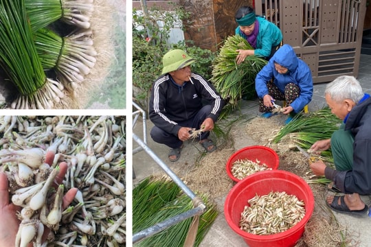 Nông dân Nghệ An trồng kiệu bán Tết trên đất hành tăm