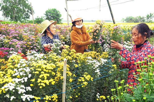 Hoa cúc Tết Nghệ An vào vụ, giá bán giảm so với năm trước