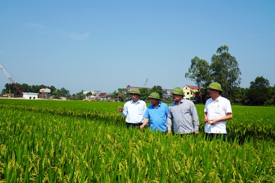 Nghệ An khởi động tạo tín chỉ carbon trong sản xuất lúa 