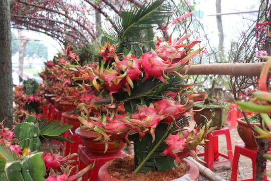 Độc lạ chậu thanh long kết hình rồng đón Tết Giáp Thìn