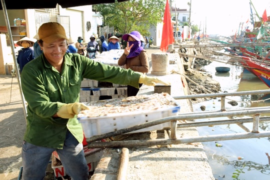 Ngư dân Hoàng Mai trúng đậm cá trỏng chuyến biển cuối năm