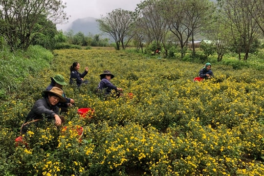 Thung lũng dược liệu rộng lớn nơi 'cổng trời' của Tập đoàn TH 