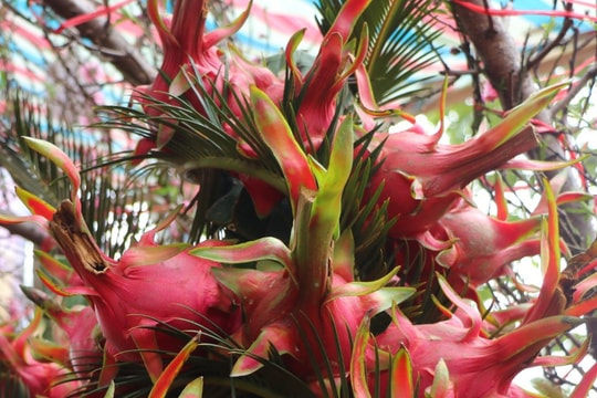 Độc lạ hình con rồng kết bằng 19 quả thanh long đỏ rực