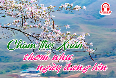 Podcast: Chùm thơ Xuân thơm như ngày đang lên
