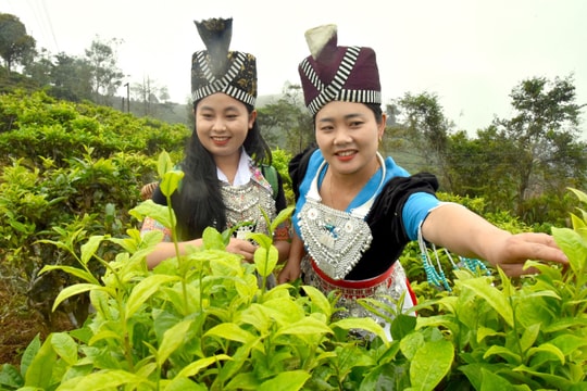  Mùa Xuân, lên núi hái lộc chè…
