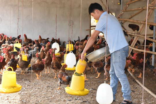 Cho gà ăn thảo dược đặc biệt, anh nông dân ở Nghệ An thu lãi cao