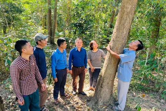 Đề án mới về nâng cao chất lượng rừng vừa được Chính phủ phê duyệt