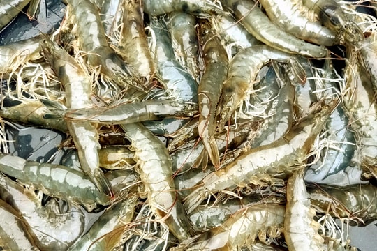 Sát Tết, giá tôm tăng lên 300.000 đồng/kg
