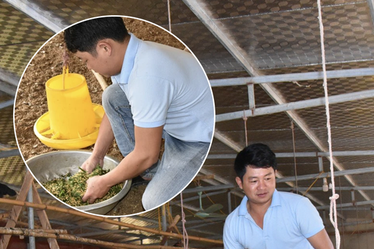 Cho gà ăn cây 'chè khổng lồ', anh nông dân Nghệ An thu lãi cao