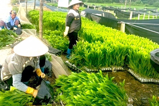 Sôi động trồng rừng vụ xuân ở Nghệ An