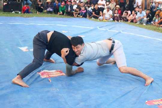 Kịch tính các sới vật đầu Xuân ở Nghệ An 