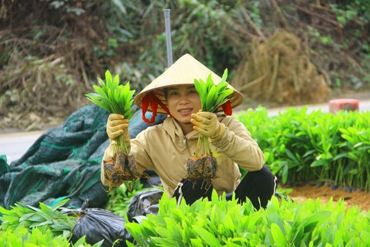 Đầu năm, nhộn nhịp nơi làng ươm giống cây lâm nghiệp ở huyện Tân Kỳ