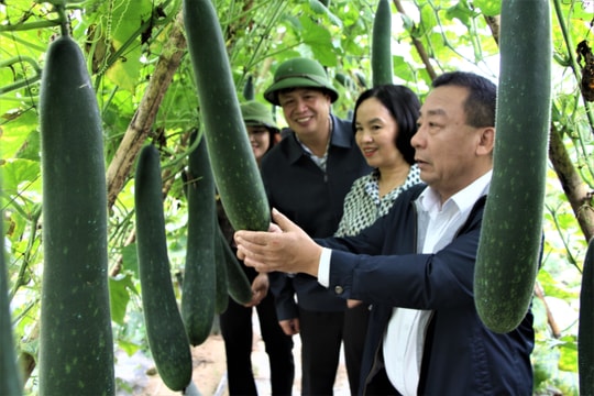 Phó Chủ tịch UBND tỉnh kiểm tra tình hình sản xuất nông nghiệp tại huyện Thanh Chương