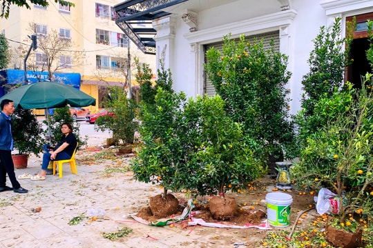 Người buôn đào, quất chật vật thanh lý cây cảnh sau Tết